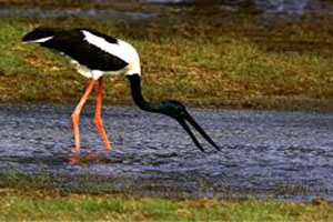 Visit Kumana National Park